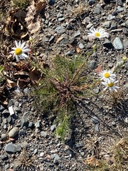 Tripleurospermum inodorum