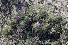 Oxytropis borissoviae