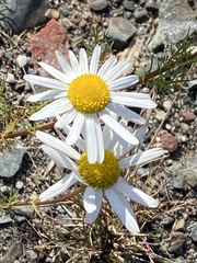 Tripleurospermum inodorum