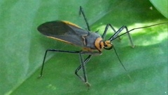 Repipta fuscipes
