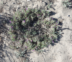 Oxytropis borissoviae