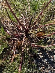 Tripleurospermum inodorum