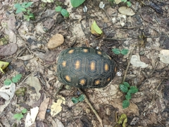 Chelonoidis carbonarius