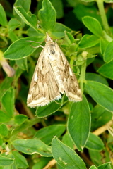 Loxostege cereralis