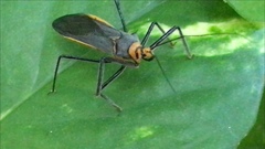 Repipta fuscipes