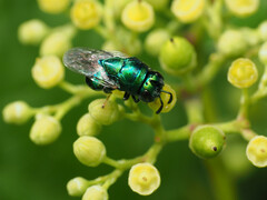 Euperilampus triangularis