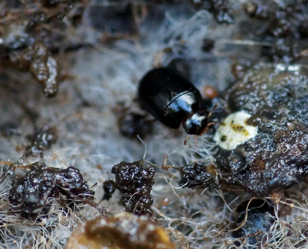 Sphaeridiinae from Geelong VIC, Australia on October 29, 2022 at 0513