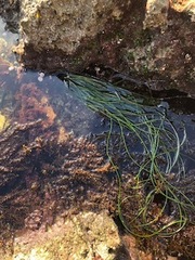 Phyllospadix torreyi