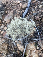 Pseudognaphalium canescens
