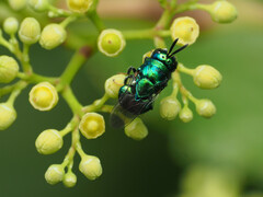 Euperilampus triangularis