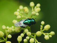 Euperilampus triangularis