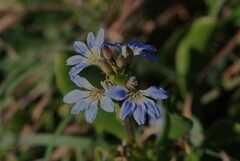 Scaevola calendulacea