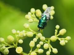 Euperilampus triangularis