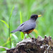 Chestnut-bellied Thrush - Photo (c) Don Faulkner, some rights reserved (CC BY-SA)