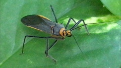 Repipta fuscipes