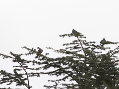 Patagioenas fasciata