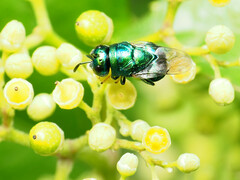 Euperilampus triangularis