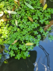 Callitriche stagnalis