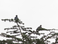 Patagioenas fasciata