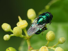 Euperilampus triangularis
