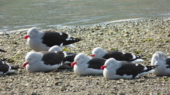 Leucophaeus scoresbii