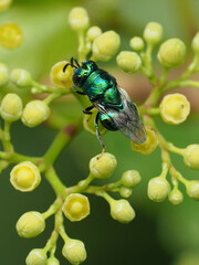 Euperilampus triangularis