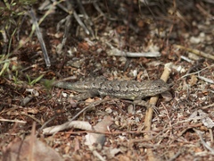 Sceloporus occidentalis