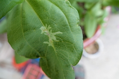 Calycomyza platyptera