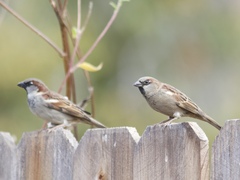 Passer domesticus