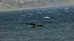 Macronectes giganteus