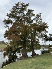 Taxodium distichum