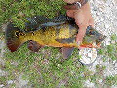 Cichla ocellaris