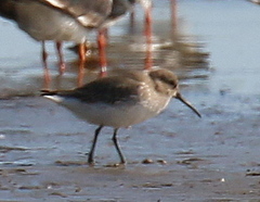 Calidris