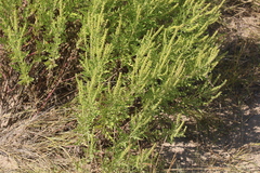 Ambrosia psilostachya
