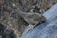 Nothoprocta pentlandii