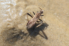 Alydus pilosulus