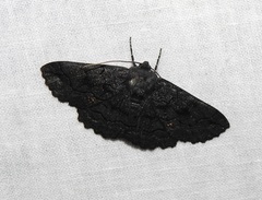 Melanodes anthracitaria