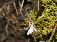 Caladenia minor