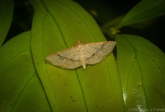 Addaea subtessellata