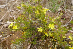 Hibbertia exutiacies