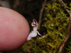 Caladenia minor