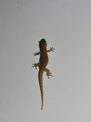 Hemidactylus bowringii