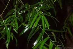 Podocarpus elatus