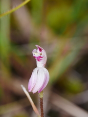 Caladenia minor