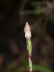 Caladenia minor