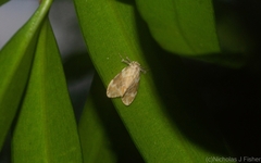 Nudaria mollis