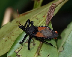 Apiomerus gallegoi