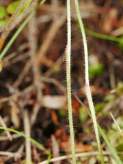 Caladenia minor