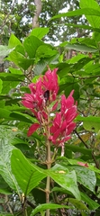 Megaskepasma