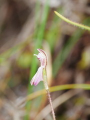 Caladenia minor